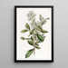 Escallonia vernie - Sydenham Edwards — gerahmtes Bild an der Wand