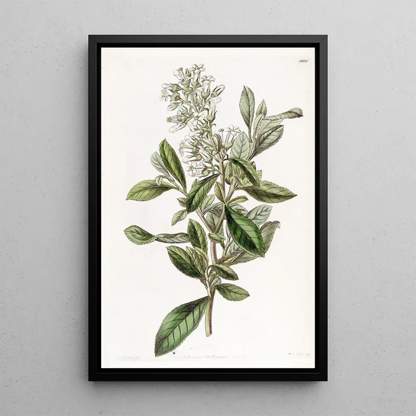 Sydenham Edwards - Varnished Escallonia.webp