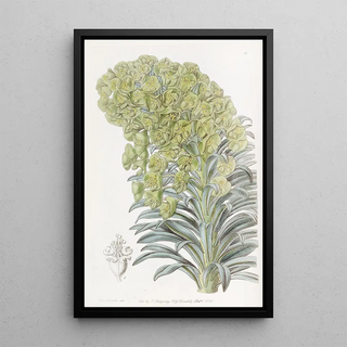 Sydenham Edwards - Venetian Euphorbia.webp