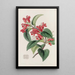 Aeschynanth vermillon - Sydenham Edwards — gerahmtes Bild an der Wand