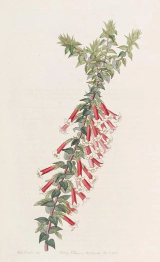 Sydenham Edwards - Vermilion Epacris.webp