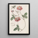 Zichya velue - Sydenham Edwards — gerahmtes Bild an der Wand