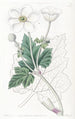 Anemone à feuilles de vigne - Sydenham Edwards — Ansicht des Kunstwerks