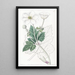 Anemone à feuilles de vigne - Sydenham Edwards — gerahmtes Bild an der Wand