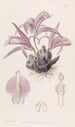 Caelogyne de Wallich - Sydenham Edwards — Ansicht des Kunstwerks