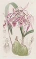 Épidendrum verruqueux - Sydenham Edwards — Ansicht des Kunstwerks