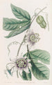 Passiflore verruqueuse - Sydenham Edwards — Ansicht des Kunstwerks