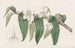 Dendrobium aquatique - Sydenham Edwards — Ansicht des Kunstwerks