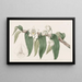 Dendrobium aquatique - Sydenham Edwards — gerahmtes Bild an der Wand