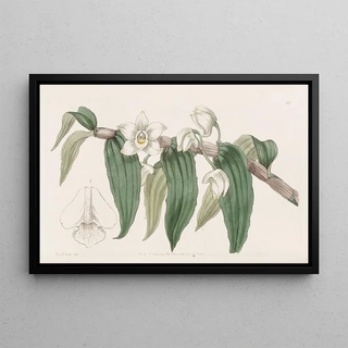 Sydenham Edwards - Watery Dendrobium.webp