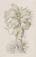 Aiguille d'Adam à feuilles faibles - Sydenham Edwards — Ansicht des Kunstwerks