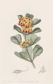 Oxylobium à feuilles en coin - Sydenham Edwards — Ansicht des Kunstwerks