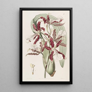 Sydenham Edwards - Wedgelipped Miltonia.webp