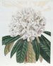 Rhododendron Blanc - Sydenham Edwards — Ansicht des Kunstwerks