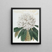 Rhododendron Blanc - Sydenham Edwards — gerahmtes Bild an der Wand