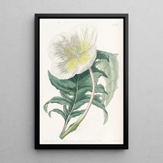 Sydenham Edwards - White Upright Evening Primrose.webp