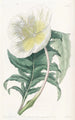 Onagre blanche dressée - Sydenham Edwards — Ansicht des Kunstwerks