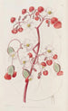Bégonia weiß und scharlachrot - Sydenham Edwards — Ansicht des Kunstwerks