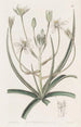Ornithogale à bord blanc - Sydenham Edwards — Ansicht des Kunstwerks