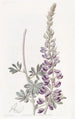 Lupin à feuilles blanches - Sydenham Edwards — Ansicht des Kunstwerks