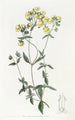 Slipperwort à feuilles blanches - Sydenham Edwards — Ansicht des Kunstwerks
