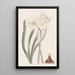 Habranth in einheitlicher Farbe - Sydenham Edwards — gerahmtes Bild an der Wand