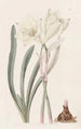 Habranth in einheitlicher Farbe - Sydenham Edwards — Ansicht des Kunstwerks