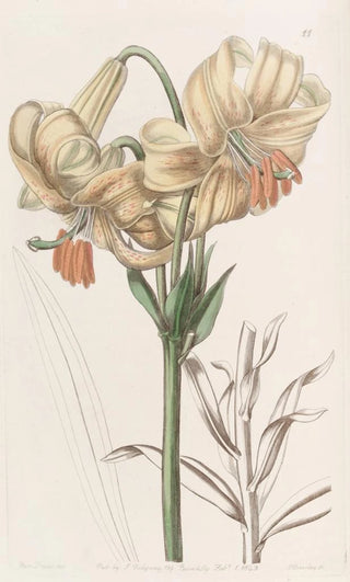 Sydenham Edwards - Yellow Japan Lily.webp