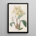 Laelia gelb - Sydenham Edwards — gerahmtes Bild an der Wand