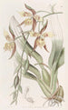 Odontoglossum gelb und braun - Sydenham Edwards — Ansicht des Kunstwerks