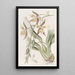 Odontoglossum gelb und braun - Sydenham Edwards — gerahmtes Bild an der Wand
