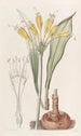 Stenomesson jaune d'œuf - Sydenham Edwards — Ansicht des Kunstwerks