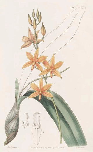 Sydenham Edwards - Yolkofegg Epidendrum.webp