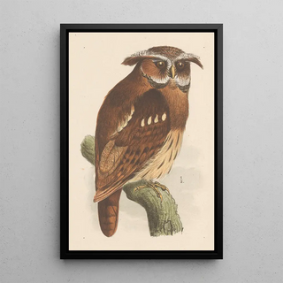 Theo van Hoytema - Uil op een tak bubo lettii.webp