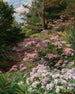 Rhododendron rosa und weiß in einem Wald - Thomas Allen Jr — Ansicht des Kunstwerks