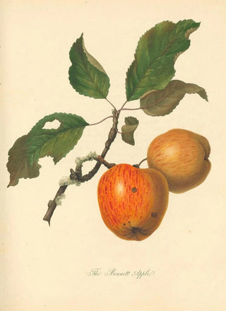 Thomas Andrew Knight - Bennett Apple.webp