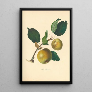 Thomas Andrew Knight - Pawsan.webp