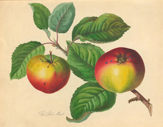 Rote Must - Thomas Andrew Knight — Ansicht des Kunstwerks