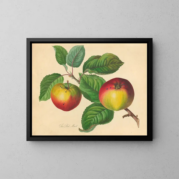 Rote Must - Thomas Andrew Knight — gerahmtes Bild an der Wand