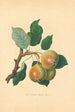 Birne Teinton Squash - Thomas Andrew Knight — Ansicht des Kunstwerks
