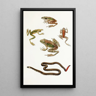 Thomas Barbour - Rana moluccanaHyla kampeni BarbourCornufer corrugatus rubristriatus Barbour.webp