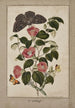 Studie des Kamelien-Japonica, Japanische Rose, Euphorbia caput-medusae, Medusenhaupt mit Phalène Merops und Papilio Hyale Nar - Thomas Robins der Jüngere — Ansicht des Kunstwerks