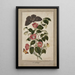 Studie des Kamelien-Japonica, Japanische Rose, Euphorbia caput-medusae, Medusenhaupt mit Phalène Merops und Papilio Hyale Nar - Thomas Robins der Jüngere — gerahmtes Bild an der Wand