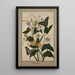 Studienblatt mit Blumen der Passion mit roten Früchten, Virginia-Tabakpflanze und Ixia mit Schwalbenschwänzen - Thomas Robins der Jüngere — gerahmtes Bild an der Wand