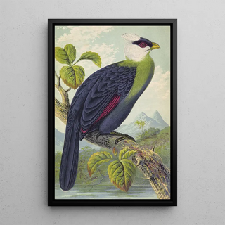 Thomas Waterman Wood - Corythaix Leucolopha.webp