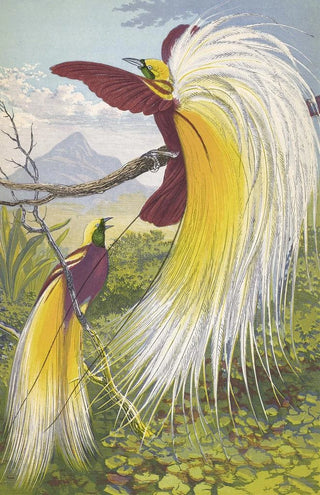 Thomas Waterman Wood - Paradisea Papuana.webp