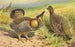 Grouse des prairies - Thomas Waterman Wood — Ansicht des Kunstwerks