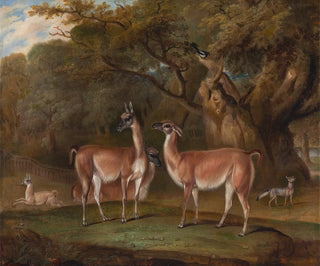 Thomas Weaver - Llamas and a fox in a wooded landscape.webp