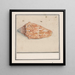 Trompette rose Strombus gigas - Anselmus Botius de Boodt — gerahmtes Bild an der Wand