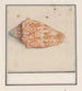 Trompette rose Strombus gigas - Anselmus Botius de Boodt — Ansicht des Kunstwerks